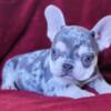 Male french bulldog