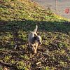 Blue Heeler Puppies