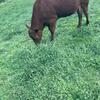 7/8 month old heifer