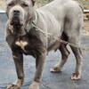 Cane Corso Solid Blue Female 3 years Old