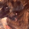 Full Blooded Boxer Puppies