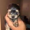 Female Yorkie Pups Akc registered 