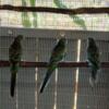 Breeding pair of Mulga Parakeets or Many Colored Parakeets and three babies