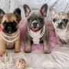 Frenchies