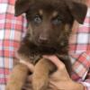 AKC German Shepherd FEMALE Pup: GRETA