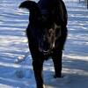 Black German Shepherd Dog for Stud  $100
