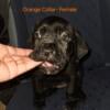 ICCF Cane Corso - Female for sale