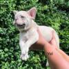 Male Fawn French Bulldog