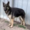 AKC GERMAN SHEPHERD for sale