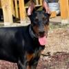 One left 8 wk old Euro male Doberman  with ears cropped