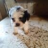 Shihtzu/Poodle puppies