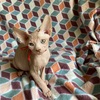 Red & white Hairless Sphynx Kitten "Hudson" Tica reg Health Guarantee ready for new home