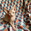 Red & white Hairless Sphynx Kitten 