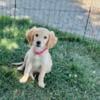 Female Golden Retriever puppy