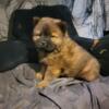 Chow chow puppies