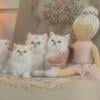 Silver shaded Persian kittens CFA