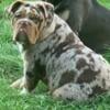 I have Chocolate Merle tri  1 year old stud