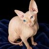 SPHYNX READY!!