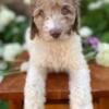 $500! Price reduced! Pyredoodle Puppies