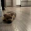 Norwich Terrier puppy 