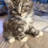 Maine Coon kitten from Bellatrix