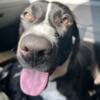 Blu the PuppyDog- Needs new home