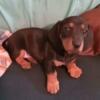 Miniature Dachshund Puppy! Very sweet and loving!