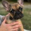 Male blue fawn french bulldog 