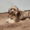 Havanese male puppy, ready to go home