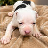 Pocket bullies for sale