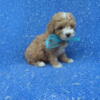 Red Toy Poodle Puppies for Sale