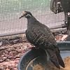 Male bronze wing dove for sale