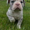 Blue Merle olde female 