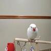 Indian Ringneck Parrot - Albino