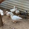 Exotic Ducks For Sale