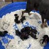 Cane corso ICCF 