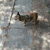 French bulldog puppy