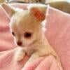 Applehead longcoat Chihuahua puppy