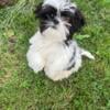 STILL AVAILABLE Two male shih tzu 7 month old puppies akc