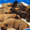 Boerboel puppies! Southern Ohio Boerboels