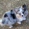 1lb 9oz Blue Eyed Blue Merle Pomeranian Puppy