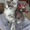 Female Maine Coon kitten