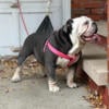 Female English bulldog 