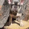 Male French bulldog puppies Available!!!