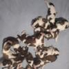 AKC registered Saint Bernard puppies