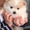 AKC Pomeranian Pups 7wks old $800.00