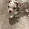 Exotic micro Bully 3 1/2 months