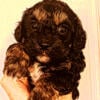 Cavapooo black n tan male. Michigan