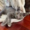 10 week old female kitten grey