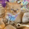 Bi color Ragdoll Kittens